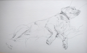 Sleeping labrador 1