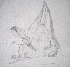 sleeping Labrador 2