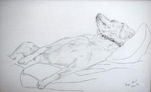 sleeping Labrador 3