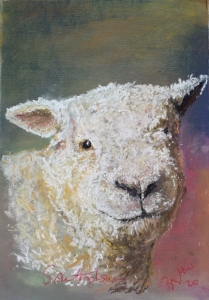 Southdown Sheep