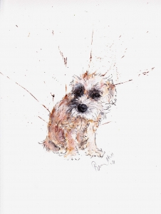 Border terrier
