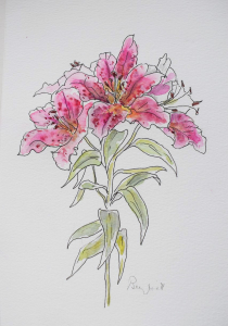 pink lily