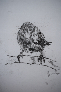 Little robin