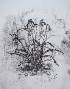 snowdrops