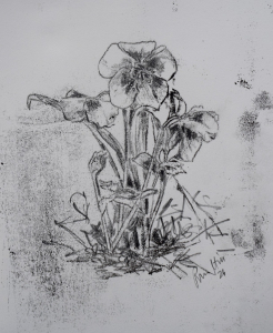 hellebore