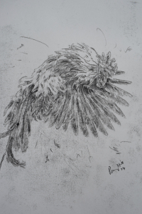 Feathers fly