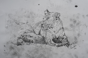Lionesses in the Mara