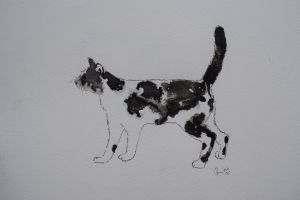 Black and white cat