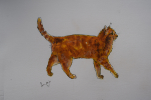 Marmalade Tom cat