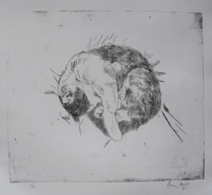 Sleeping cat