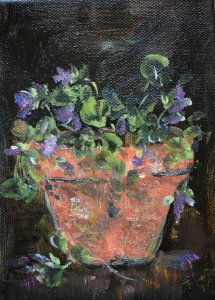 Violets in a terracotta pot