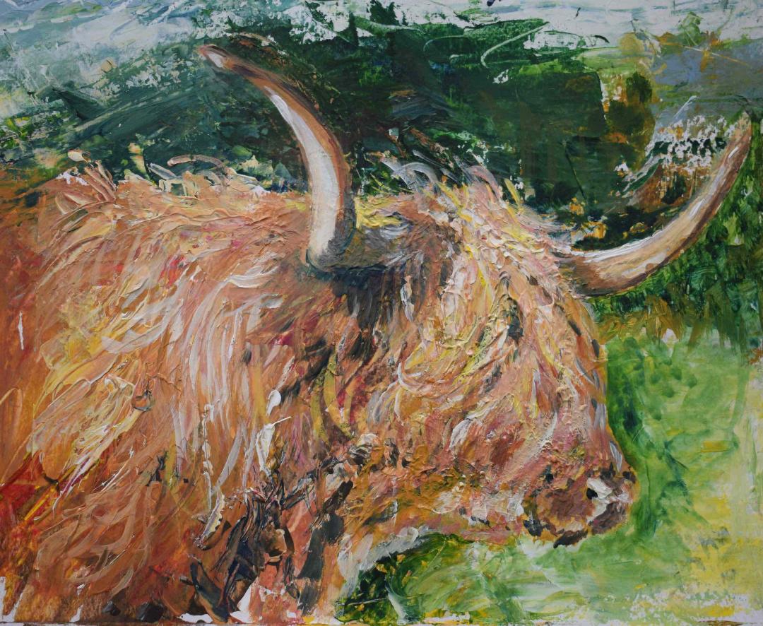 Highland cow