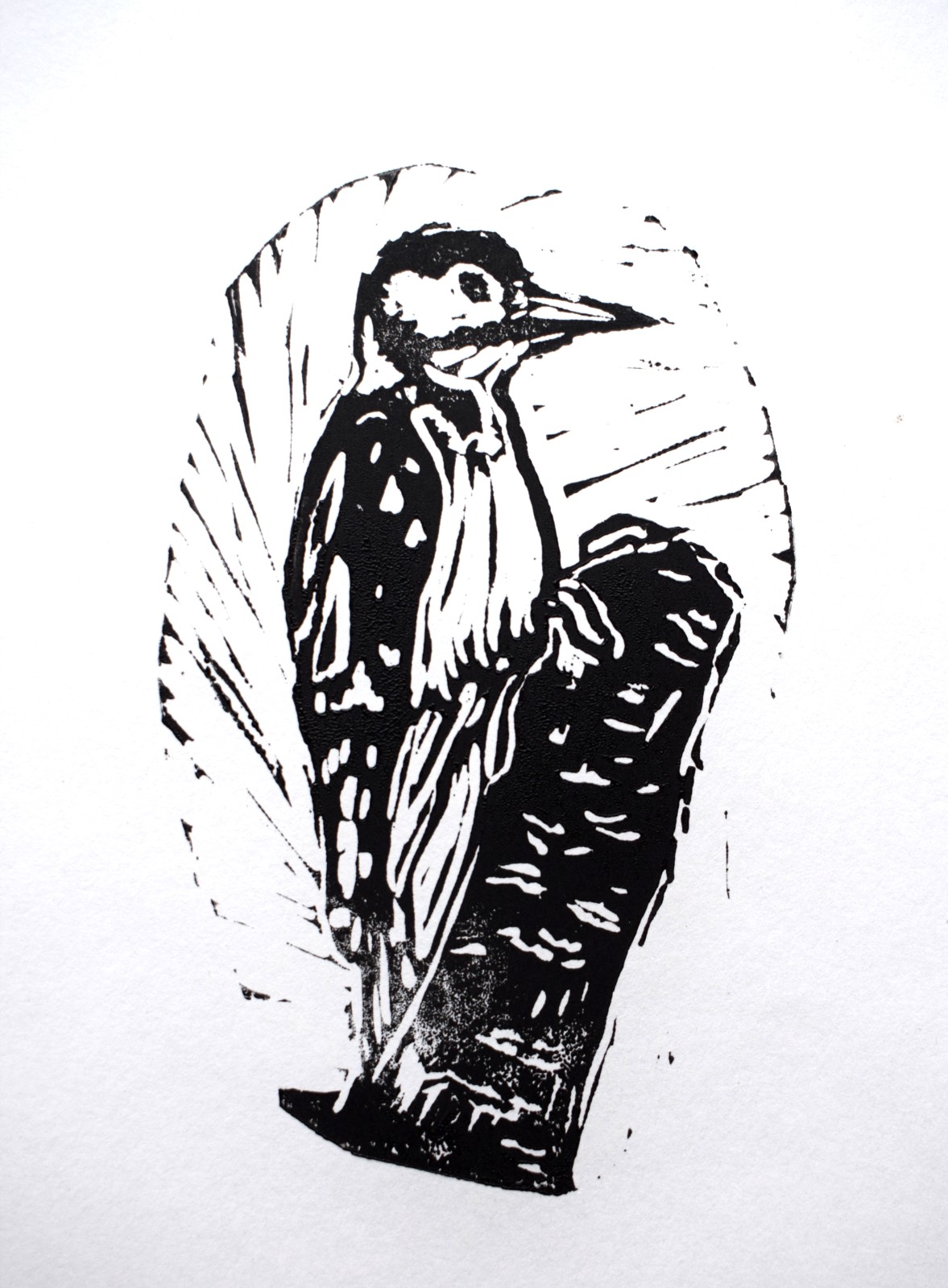 Greater spotted woodpecker